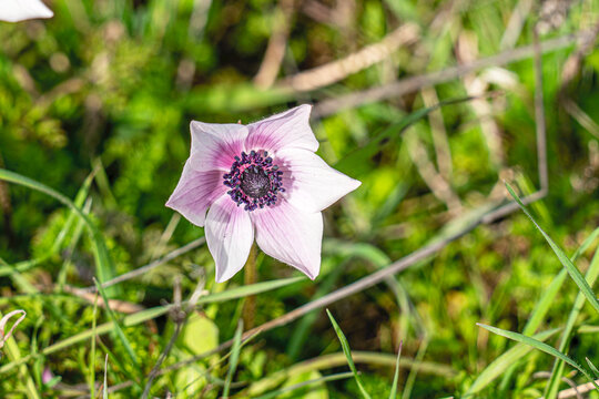 The shot of blooming poppy in the nature