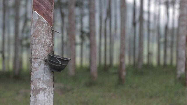 Close-up of a rubber tree trunk with a fresh cut and a tapping cup collecting organic latex liquid in a tropical plantation. Blurred background.