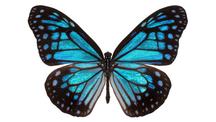 Blue and black butterfly with intricate wing patterns © Elena