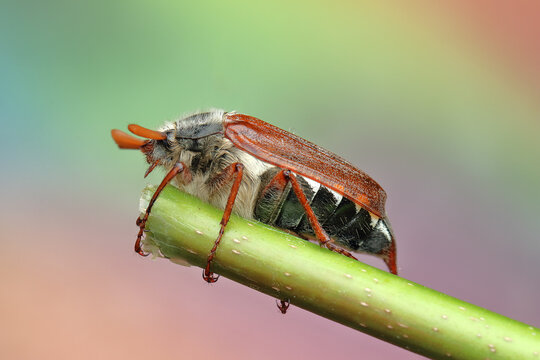 May beetle insect on a stick