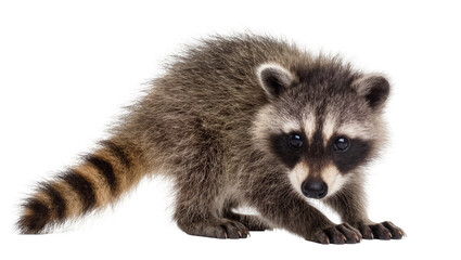Young raccoon with striped tail and dark eye mask © Elena