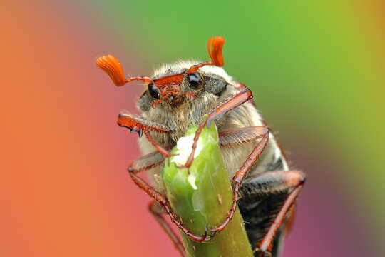 May beetle insect on a stick