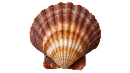 Scallop Shell with Ribbed Texture and Orange Brown Hues © Elena