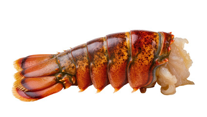 Raw lobster tail with segmented shell and meat © Elena