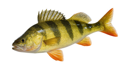 Yellow Perch Fish with Dark Vertical Stripes © Elena