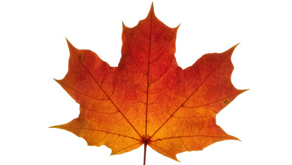Fototapeta premium Red and orange maple leaf with visible veins