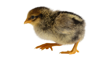 Fluffy brown and yellow chick with dark stripes © Elena