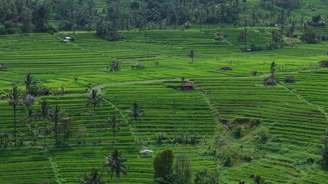 Jatiluwih Rice Terraces in Bali Indonesia Tropical Landscape