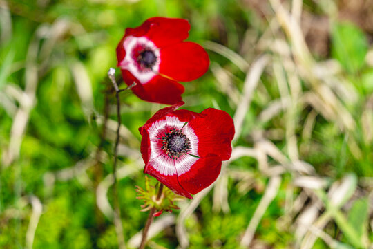 The shot of blooming poppy in the nature