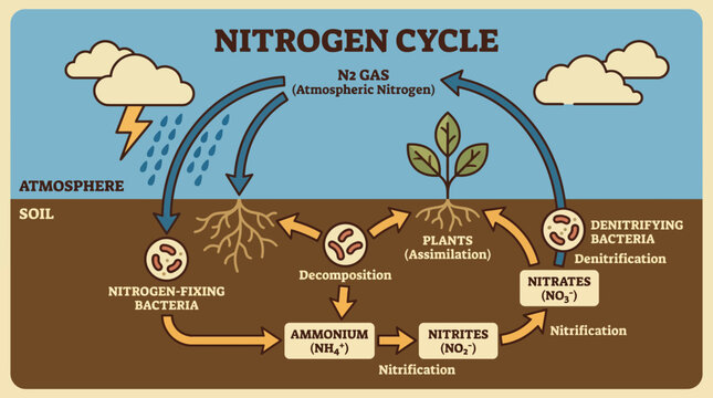 Nitrogen Cycle in Soil and Atmosphere