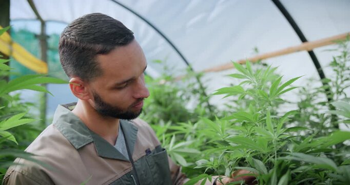 Man, inspection and weed in greenhouse with marijuana leaf, quality assurance and sustainability. Farmer, person and plant evaluation for cannabis production, small business or growth for agriculture