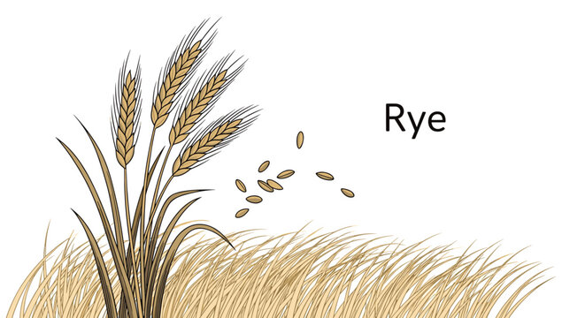 Ripe stalks of rye wheat with falling grains are depicted against a golden field background with the word rye written in a simple font.