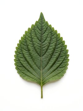 A single fresh perilla leaf on a white background