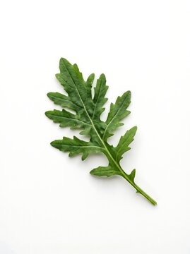 A single fresh arugula leaf on a white background