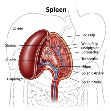Anatomy of human spleen organ.