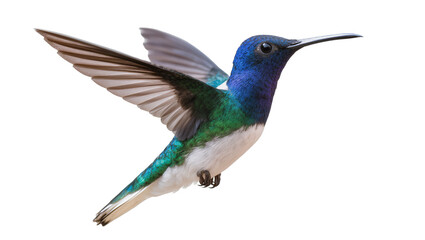 Blue and green hummingbird with wings spread in flight