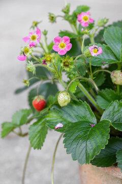 Strawberry plant (Fragaria x ananassa) with pink blossom and fruits.