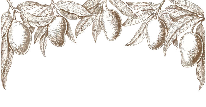 vintage botanical line art of mangoes and mango leaves forming a top border frame, 