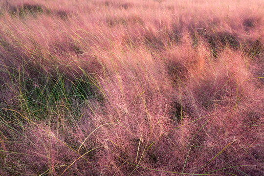 Dreamy sea of pink muhly grass