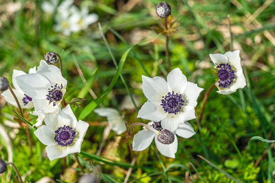 The shot of blooming poppy in the nature