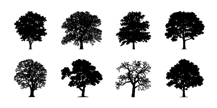 Tree, Set of Black Silhouette Trees on White Background with Varied Shapes, Winter Leafless Branches and Full Canopies