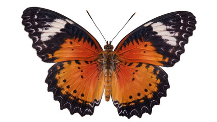 Orange butterfly with black and white wing patterns © Carmen