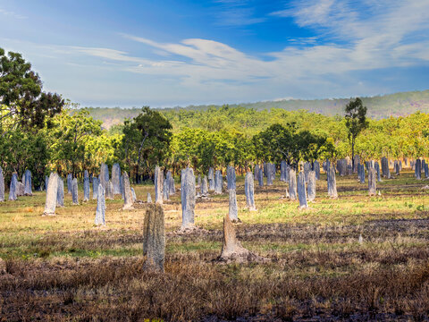 Magnetic Termite Mounds - Northern Territory, Australia