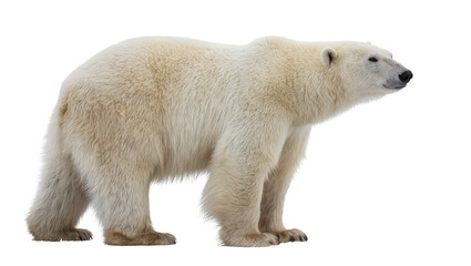Polar bear standing profile view white fur, black nose and eyes © Carmen