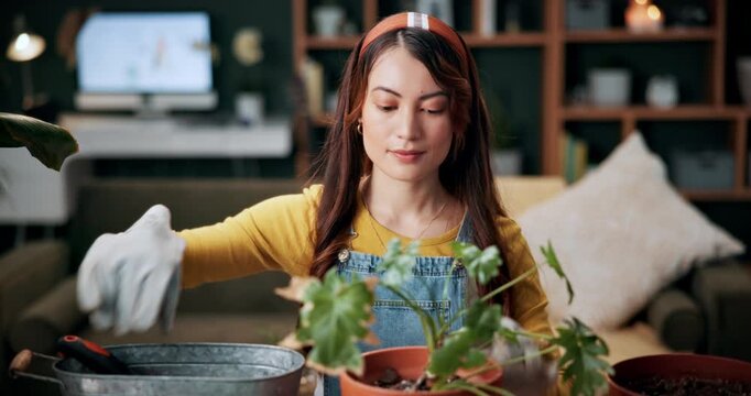 Soil, plant and woman in home for gardening, fertilizer and maintenance for horticulture. Botanist, sand and female person in lounge with houseplant, botanical and spade with compost for leaf growth