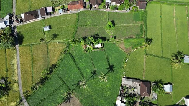 Rice terrace in Bali Amed