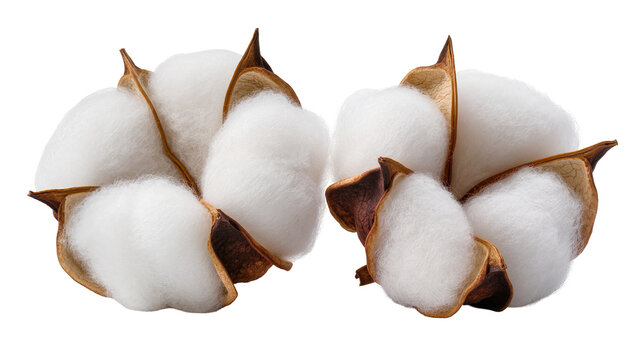 Cotton bolls with fluffy white fibers and brown husks