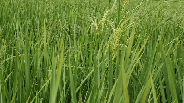 Close-up horizontal video of lush green rice plants rippling and swaying under a gentle breeze in the countryside.