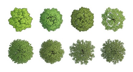 Obraz premium Collection of Top View Tree Vector Illustrations for Landscape Design, Architectural Site Plans, and Garden Mapping