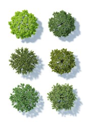 Obraz premium Set of Six Top View Trees with Shadows for Architectural Visualization and Landscape Design Planning on White Background
