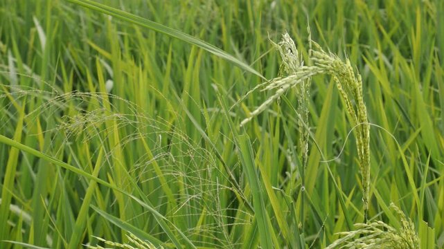 An organic handheld b-roll of healthy green paddy crop blowing in the breeze, showcasing natural agricultural growth.