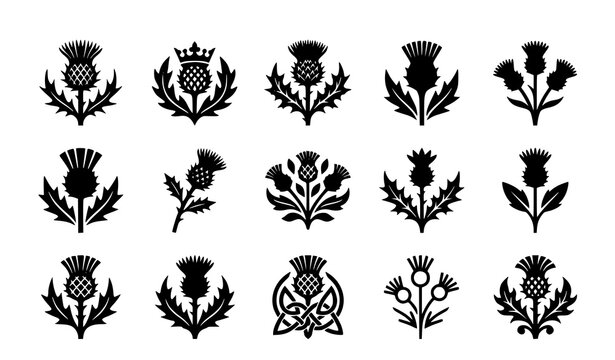 Scottish thistle flower silhouette vector set. Collection of traditional floral symbols of Scotland isolated on a white background.