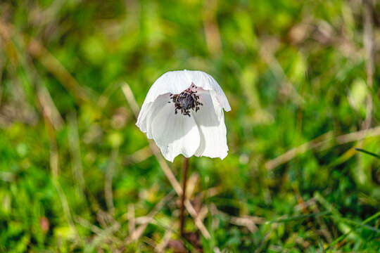 The shot of blooming poppy in the nature