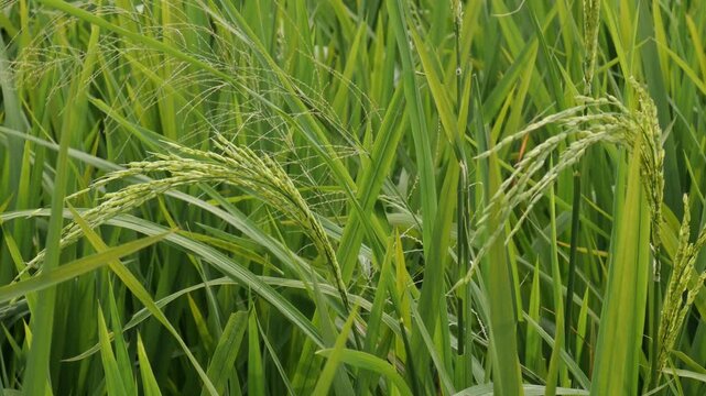 A natural handheld shot of developing green rice panicles and grains swaying gently in the wind on a breezy day.