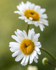 Nahaufnahme weißer Margeriten mit weichem Bokeh im Sommergarten