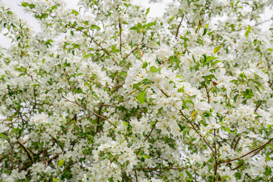 Blooming Malus sieboldii, commonly called Siebold's crab, Siebold's crabapple or Toringo crabapple, is a species of crabapple in the family Rosaceae