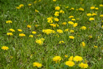 Obraz premium Yellow blooming dandelion flowers in summer 