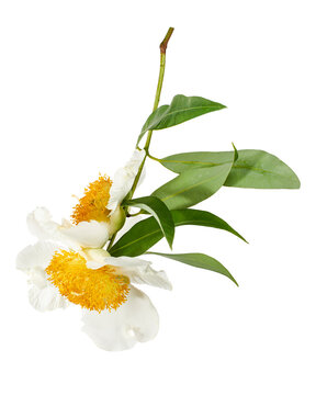Beautiful Mesua ferrea flowers with glossy green leaves isolated on transparent background with clipping path.