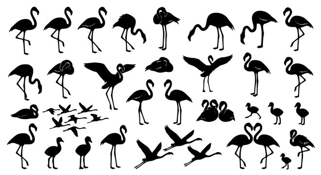 Black flamingo silhouette set isolated on white background vector illustration