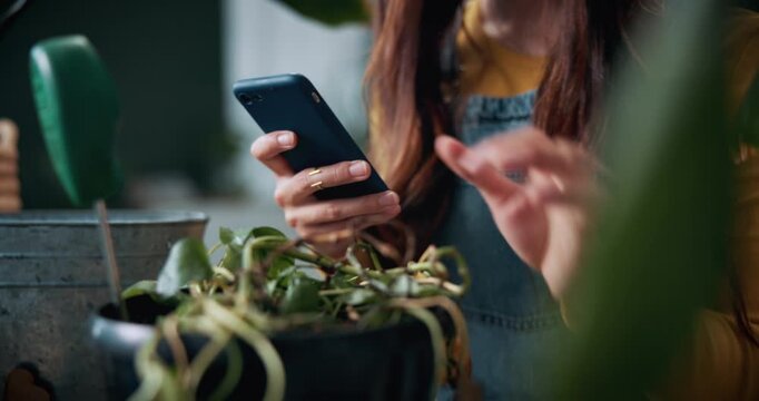 Phone, research and hands with dying plant, online and searching for care guide on website in house. Indoor gardening, home and person with mobile for climate control tips, typing and root inspection