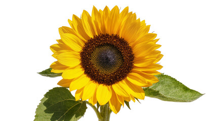 Fototapeta premium Bright yellow sunflower with dark center and green leaves
