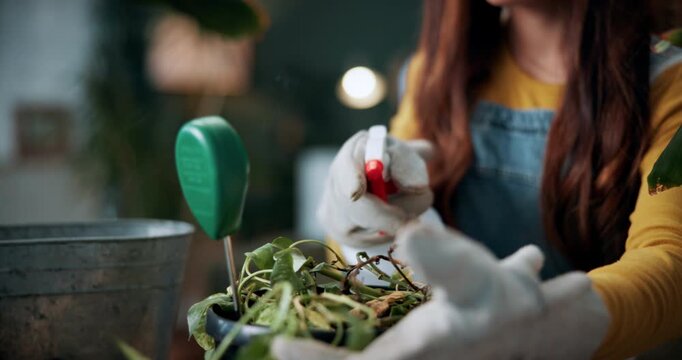 Gardening, hands or woman watering plants in home for healthy growth, development or maintenance. Gardener, girl or soil hydration with spray bottle for houseplant care, routine or eco friendly hobby