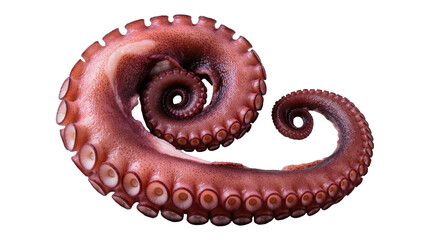 Curled octopus tentacle with suckers © Patricia