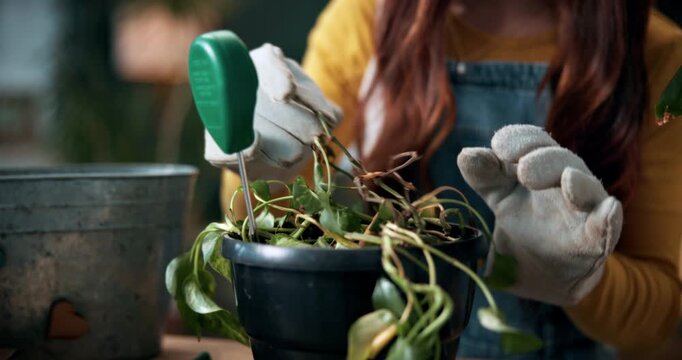 Check, plant and hands of woman in home for growth, maintenance and dying leaves for ecology. Eco friendly, house and person with tools for indoor gardening, dead roots and repair for planting hobby