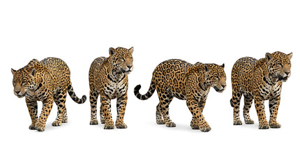 Naklejka premium Isolated Jaguars in a Row on a White Background, Majestic Big Cats