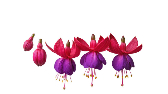 Three Fuchsia flowers with buds, pink and purple petals